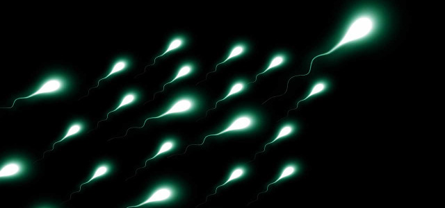 Geringe Spermienqualität: Studie findet mögliche neue Ursache
