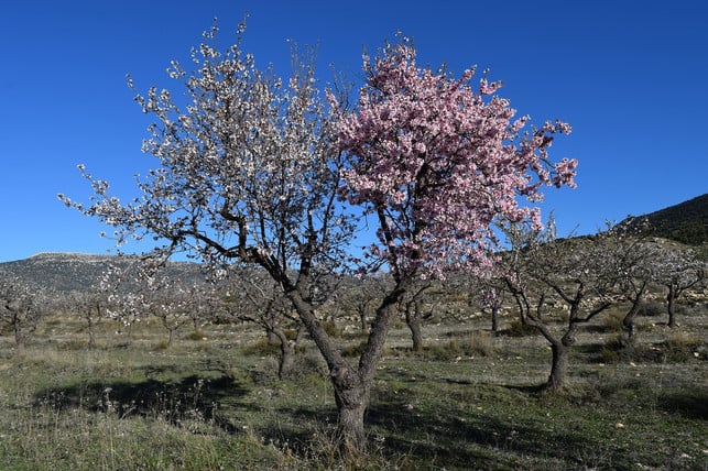 einen-mandelbaum-pflanzt-du-am-besten-im-fruehjahr-cc0-pixabay-valverderedactor-211208_download Einen Mandelbaum pflanzt du am besten im Frühjahr oder im Spätsommer.