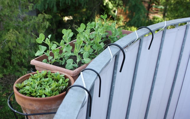 zuckerschoten-wachsen-auch-im-balkonkasten-maria-hohenthalutopia-201103_download Zuckerschoten wachsen auch im Balkonkasten.