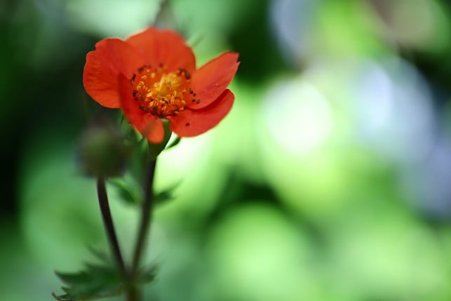 der-nelkenwurz-ist-eine-schnellwachsende-bluehstaud-cc0--pixabay--nennieinszweidrei-250512_download Der Nelkenwurz ist eine schnellwachsende Blühstaude.