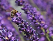 Wie deine Balkonpflanzen Bienen töten, anstatt sie zu retten