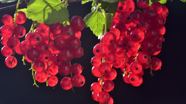 johannisbeeren-cc0-pixabay-ulleo-191014 Johannisbeeren