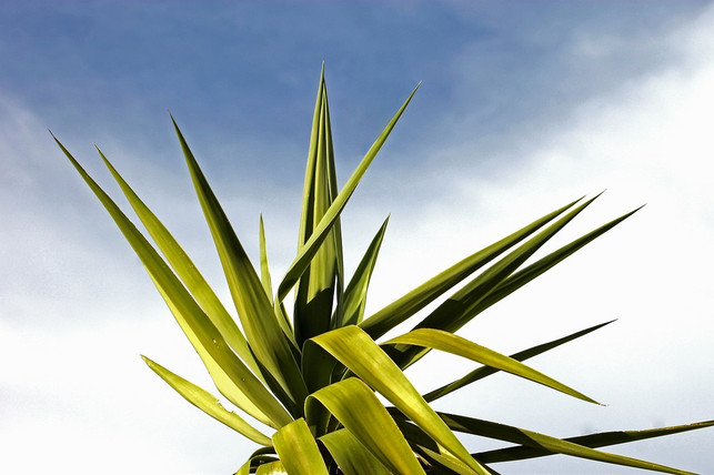 bei-warmen-sommertemperaturen-geht-es-der-yucca-pa-cc0-pixabay-vargazs-230418_download Bei warmen Sommertemperaturen geht es der Yucca-Palme auch auf dem Balkon gut.