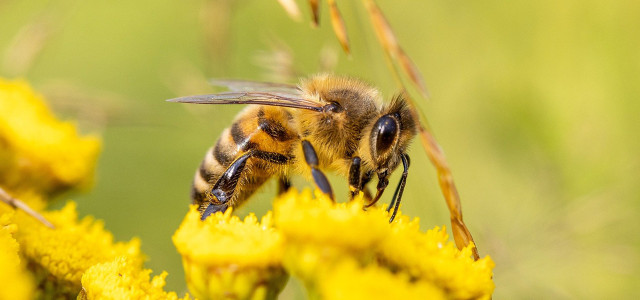 Durch Pestizide sterben mehr Bienen als wir bisher glaubten