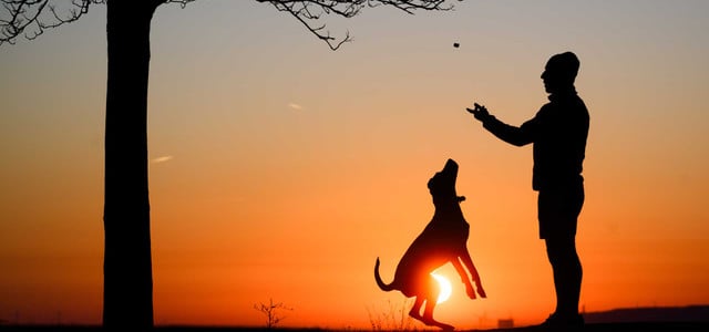 Vor allem Frauen belastet: Was du wissen solltest, vor du dir einen Hund anschaffst