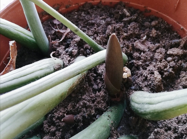 hier-waechst-ein-neuer-stengel-utopia-julia-kloss-200526_download Hier wächst ein neuer Stengel.