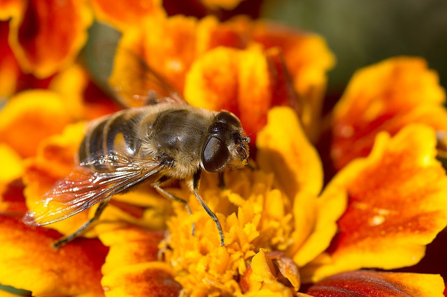 tagetes-sind-nuetzlich-fuer-bienen-und-andere-insekt-cc0-pixabay-4924546-190817_download Tagetes sind nützlich für Bienen und andere Insekten.