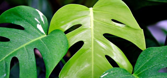 Monstera düngen