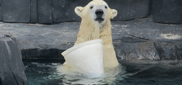 Eisbär, Zoo