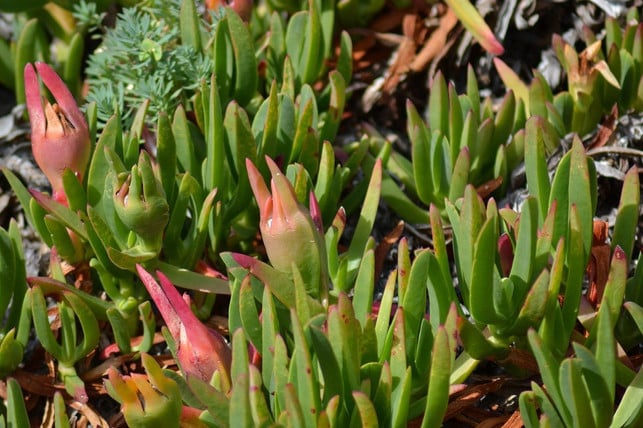 eiskraut-wird-etwa-10-bis-20-zentimeter-hoch-cc0-pixabay-pollydot-200817_download Eiskraut wird etwa 10 bis 20 Zentimeter hoch.