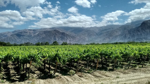 wein-argentinien-cc0-pixabay-visiondailleurs1-181226 Wein, Argentinien