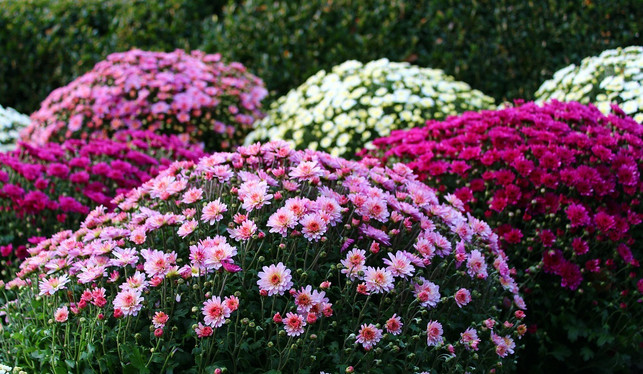 Chrysanthemen überwintern So blühen sie auch im nächsten Jahr Utopia.de