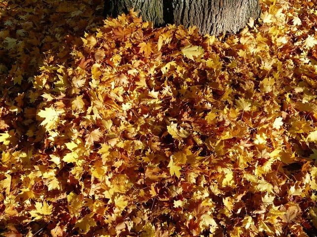 die-pilzsporen-von-apfelschorf-ueberwintern-bevorzu-cc0-pixabay-hans-200423_download Die Pilzsporen von Apfelschorf überwintern bevorzugt in Laubhaufen.