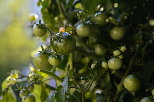 beim-ausgeizen-von-tomaten-solltest-du-keine-schni-cc0--pixabay--foyu-250602_download Beim Ausgeizen von Tomaten solltest du keine Schnittwerkzeuge, sondern die Hände verwenden.