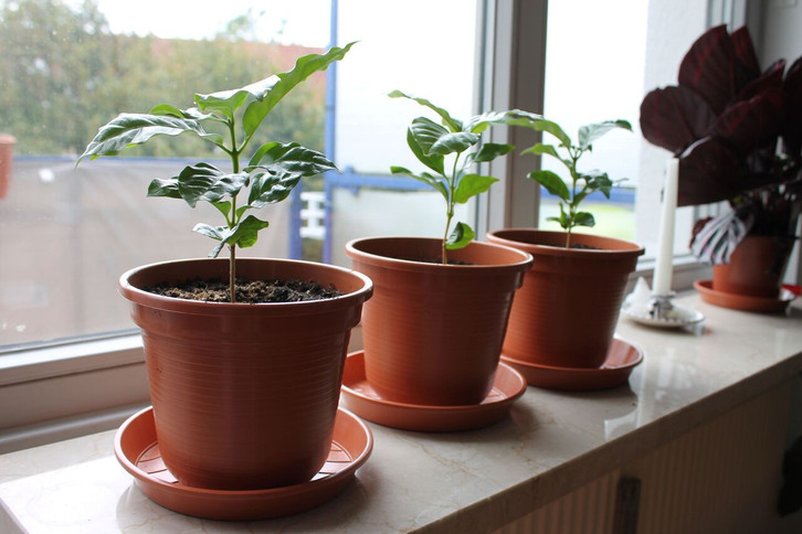 Kaffeepflanze: Was du zu Pflege, Schneiden und Umtopfen wissen musst -  Utopia.de