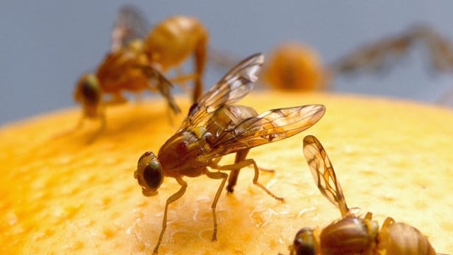 fruchtfliegenfalle-selber-machen-cc0-public-domain-pixabay-skeeze-170717 Fruchtfliegenfalle selber machen