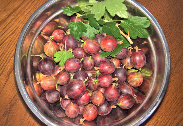 auch-durch-einkochen-kannst-du-stachelbeeren-haltb-cc0--pixabay--monika1607-250718_download Auch durch Einkochen kannst du Stachelbeeren haltbar machen.