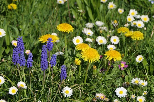 eine-bunt-bluehende-wiese-bringt-insekten-mehr-als-cc0-pixabay-uschi_du-190628_download Eine bunt blühende Wiese bringt Insekten mehr als raspelkurzer Rasen.