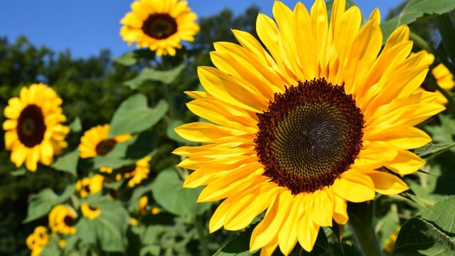Sonnenblumen pflanzen Standort, Zeitpunkt und Tipps zur Pflege Utopia.de