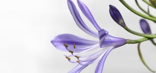agapanthus überwintern