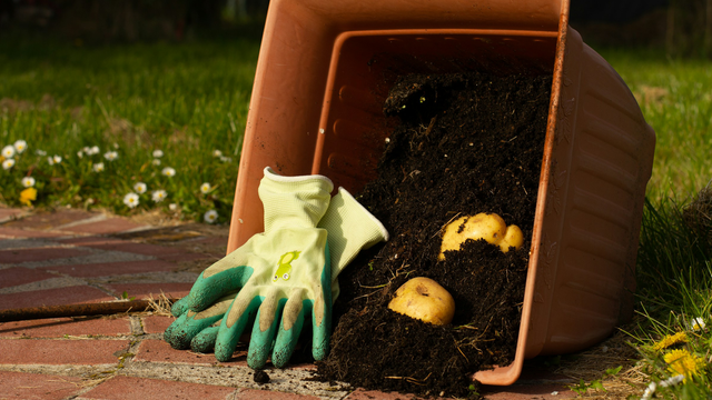 10 Dinge, die du aus deinem Garten werfen solltest – plus deutlich bessere Alternativen 10 Dinge, die du aus deinem Garten werfen solltest – und bessere Alternativen