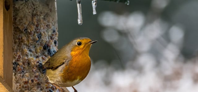 3 Tipps: Vögel füttern, ohne Ratten anzulocken