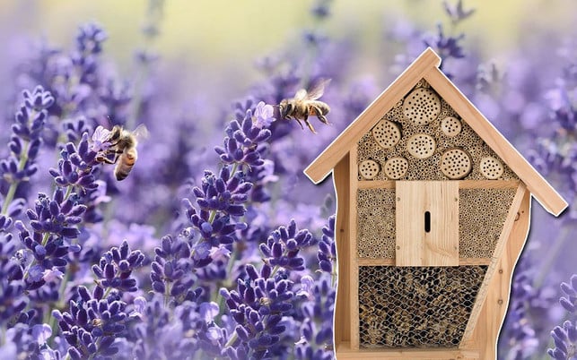 Insektenhotels-Lavendel-z-20191203-1280x800 Insektenhotels