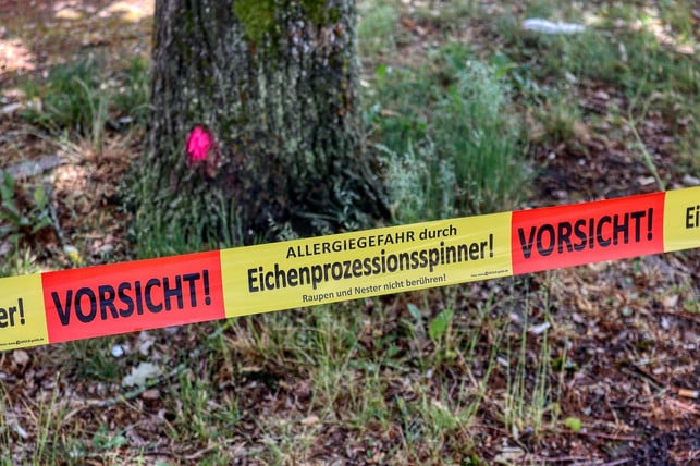 Especially in May and June you should avoid the area of the oak processionary spinner.