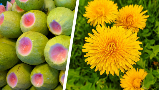 Das sind die gesündesten Lebensmittel der Welt – laut Forschenden Links sind grüne Guavenfrüchte mit einem rosafarbenen Fruchtfleischanschnitt zu sehen. Rechts befinden sich mehrere gelbe Löwenzahnblüten vor grünem Gras.