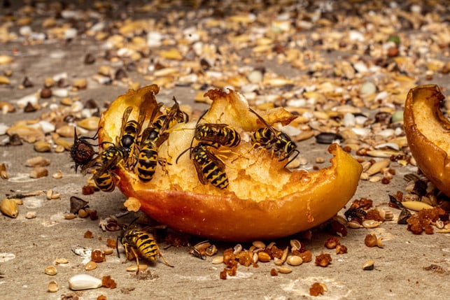 fuer-die-wespenzeit-kannst-du-altes-obst-am-anderen-cc0--pixabay--kleinmoni59-250722_download Für die Wespenzeit kannst du altes Obst am anderen Ende des Gartens platzieren, um die Insekten fernzuhalten.