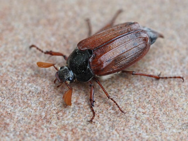 der-maikaefer-gehoert-zur-familie-der-blatthornkaefer-cc0-pixabay-ralf1403-240626_download Der Maikäfer gehört zur Familie der Blatthornkäfer und wird bis zu drei Zentimeter lang.