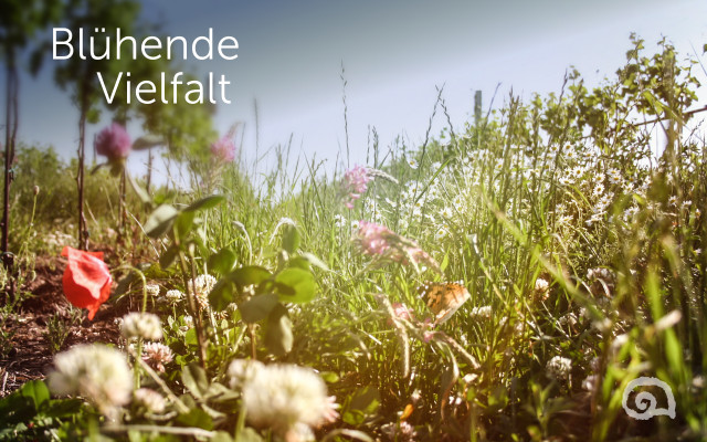 Biodiversität im Weinberg