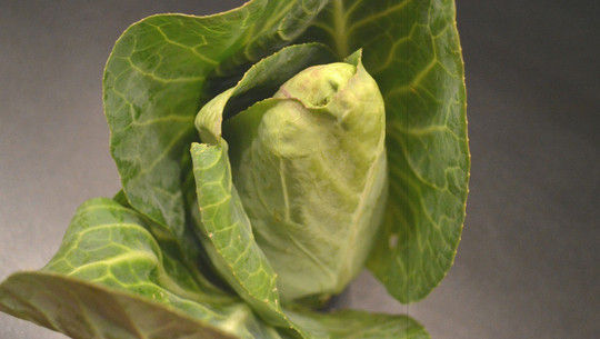 spitzkohleintopf-cc0-pixabay-sphaeroid-190417 Spitzkohleintopf