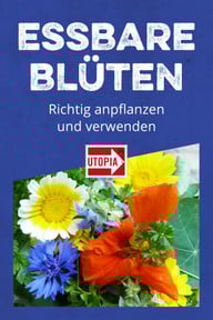 essbare-blueten-u-190423 Essbare Blüten: mehr als ein Augenschmaus