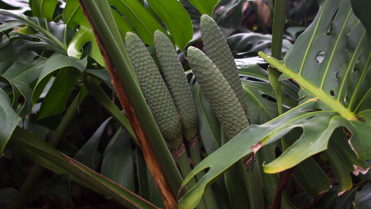Monstera trgt Frchte: Sind sie giftig oder essbar? - Utopia.de