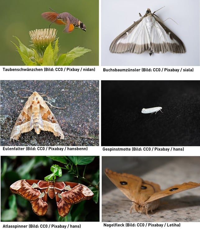 haeufige-nachtfalter-in-deutschland-utopia-collage-200222_download Häufige Nachtfalter in Deutschland