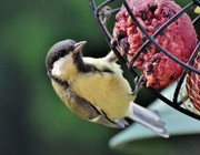 Vögel füttern Tipps für Winter und Sommer