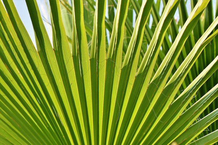 tall monstera Monstera main image 0