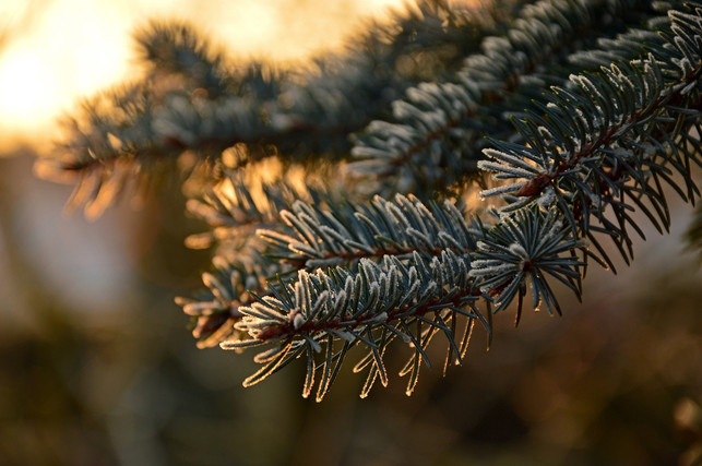 beim-keinachtsbaum-werden-aeste-in-ein-holzgestell-cc0-pixabay-peggychoucair-241214_download Beim Keinachtsbaum werden Äste in ein Holzgestell gesteckt.