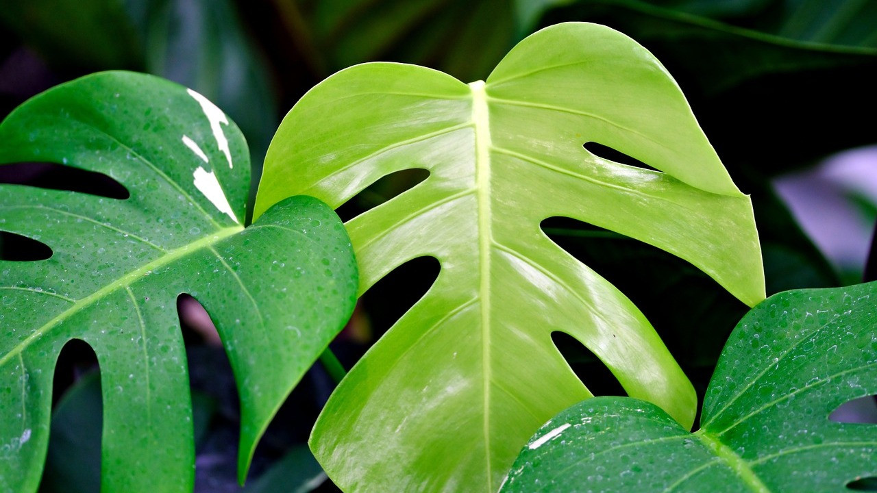 philodendron imp green Philodendron 'Imperial Green' main image 0