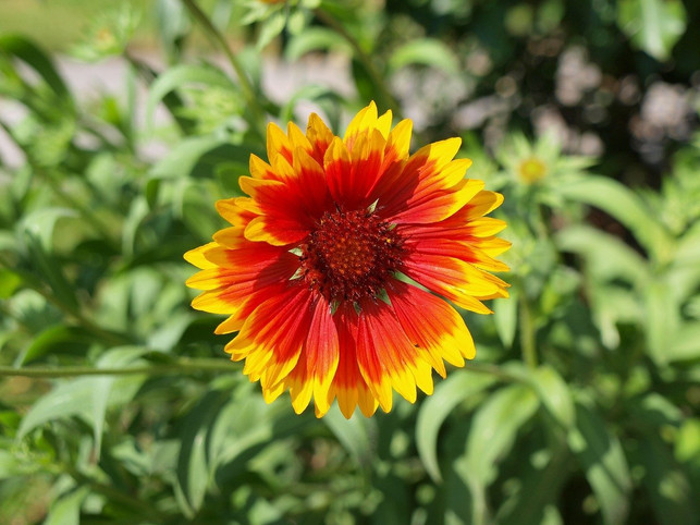 die-kokardenblume-ist-mit-ihrer-grossen-farbintens-cc0-pixabay-hundefan-200517_download Die Kokardenblume ist mit ihrer großen, farbintensiven Blüte ein Hingucker in deinem Garten.