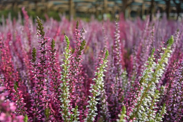 heidekraut-oder-auch-erika-ist-der-typische-be-cc0-pixabay-boreckajustyna-200629_download Heidekraut – oder auch Erika – ist der typische Bewuchs einer Heidelandschaft.