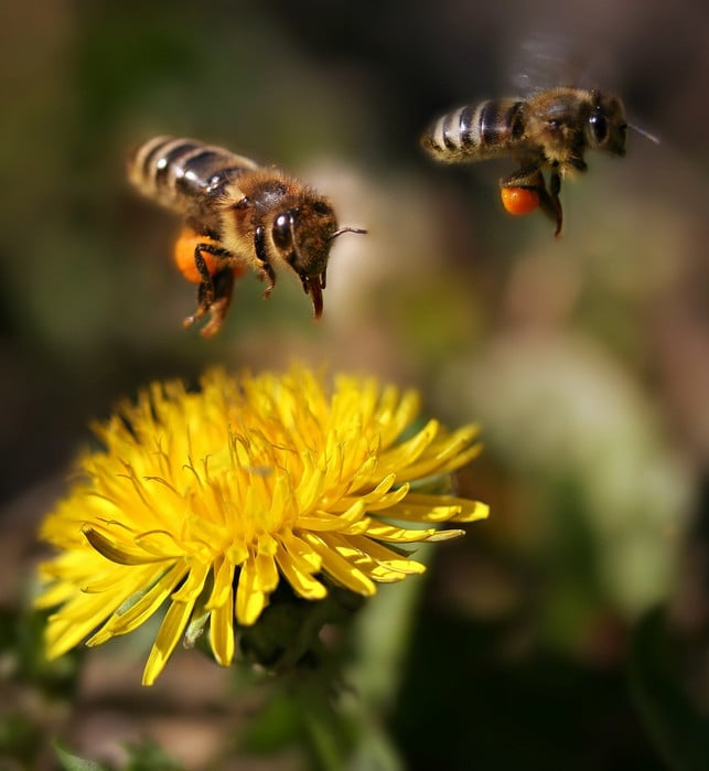 loewenzahn-bietet-vielen-insekten-reichlich-nahrung-cc0-pixabay-adinavoicu-230922_download Löwenzahn bietet vielen Insekten reichlich Nahrung.
