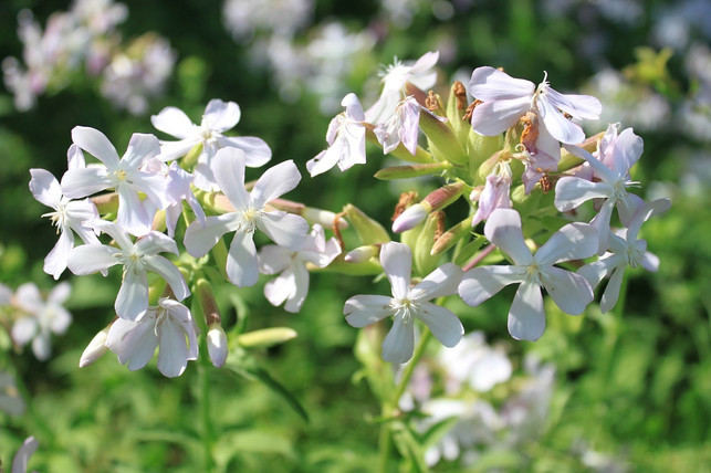 bluehendes-seifenkraut-ist-ein-huebscher-hingucker-i-cc0-pixabay-byrev-190627_download Blühendes Seifenkraut ist ein hübscher Hingucker in deinem Staudenbeet.