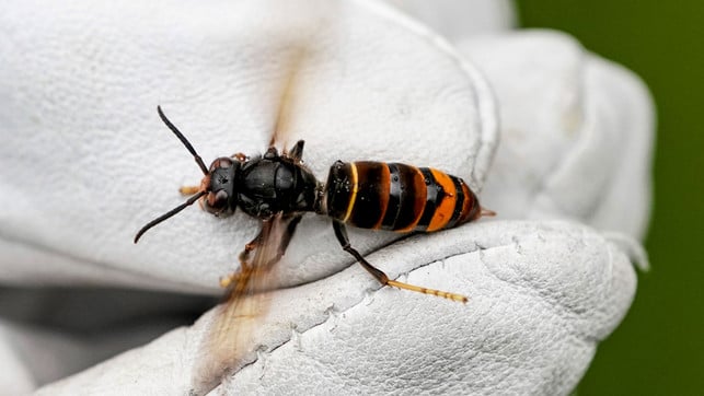 Asiatische Riesenhornisse entdeckt: Was du jetzt (nicht) tun solltest Asiatische Hornisse melden