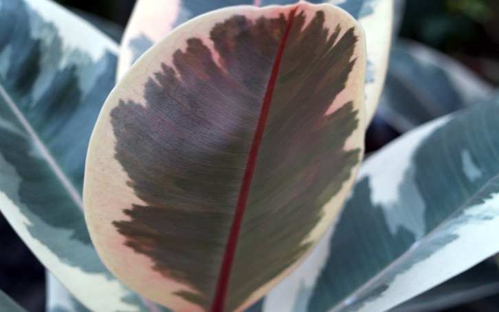 philodendron red sun Philodendron ‘Sun Red’ Live Plant