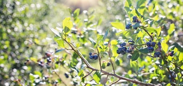 blaubeeren nachbarpflanzen