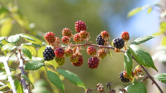 brombeeren-vermehren-cc0-pixabay-linart-200303 Brombeeren vermehren