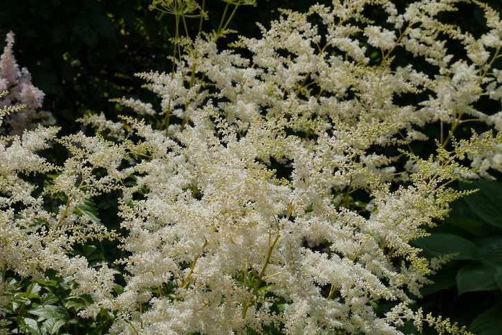 Astilbe: Tipps zu Anbau und Pflege der Prachtspieren - Utopia.de