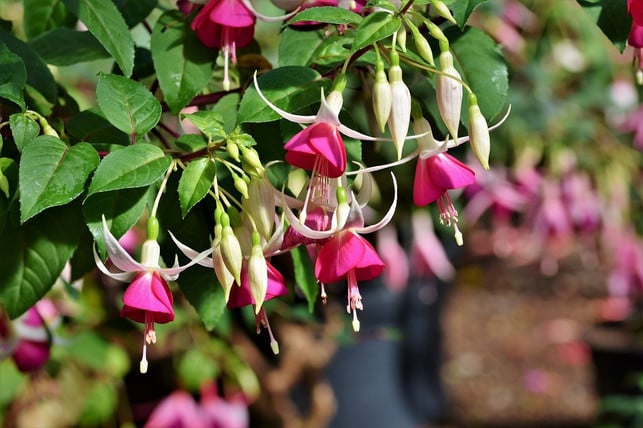 neben-obst-und-gemuesepflanzen-solltest-du-auch-fu-cc0-pixabay-capri23auto-200826_download Neben Obst- und Gemüsepflanzen solltest du auch Fuchsien, Geranien und Rosen mit Kaliumdünger versorgen.